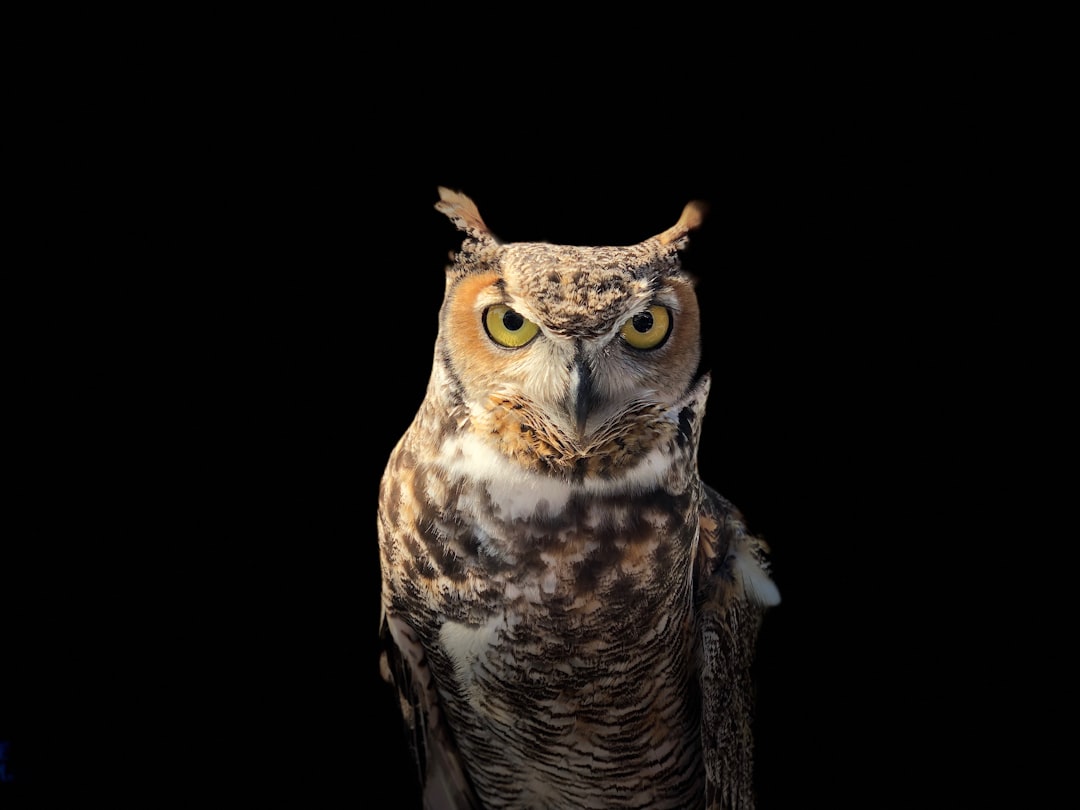 Another great picture done with the iPhone X Portrait mode.  This was a rescued bird at the Texas State Aquarium.  The majesty of these animals is unmatched.